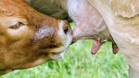 Szükség van a tudatosabb fogyasztásra – A tej világnapját ünnepeljük