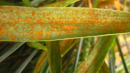 Szántóföldi növényvédelmi előrejelzés: fokozatosan erősödik a vörösrozsda fertőzése