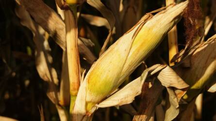 Bezuhant a kukorica ára Chicagóban