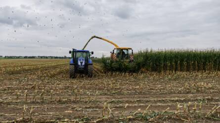 Két és fél éves mélypontra zuhant a kukorica ára