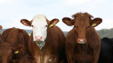 Az Egyesült Államokban a húsmarha-állomány 52 éves mélypontra zuhant