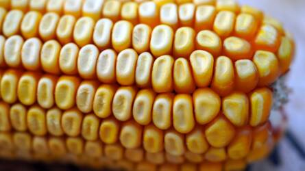 Heti mélyponton a kukorica és a szójabab ára