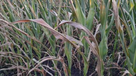 Csökkentették az EU gabonatermés-előrejelzéseit az időjárási problémák miatt