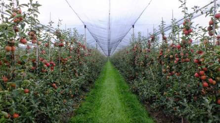 Horvátország legnagyobb alma- és nektarin termelőjét veszi meg a Talentis Agro Zrt.