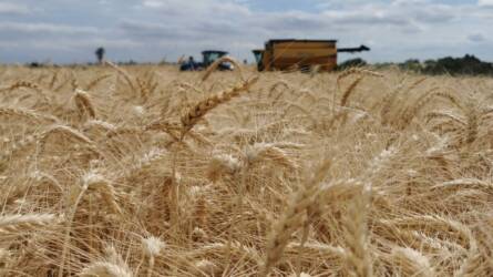 Kevés gabona termett Európában, kilőhetnek a felvásárlási árak