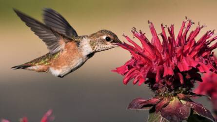 A kolibrik gyakrabban fogyasztanak alkoholt, mint gondolnánk