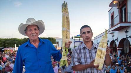 Irdatlan méretű kukoricacsövek teremnek egy mexikói településen