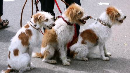 Forradalmi eljárással, ürülék alapján azonosítják az utcákat összepiszkító kutyákat