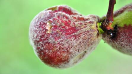 Nem lankadhat a növényvédősök figyelme – Intenzív a kártevők és kórokozók jelenléte a gyümölcsösökben