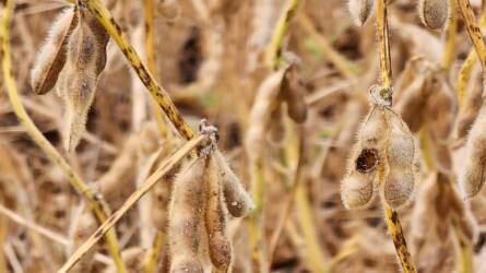 Az amerikai kukorica és szója kondíciói romlottak, Európában kevesebb gabonatermés várható
