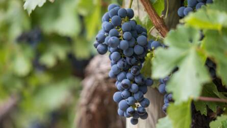Kedvezőbb hulladékkezelési díjakkal segítik a szőlő-bor ágazatot