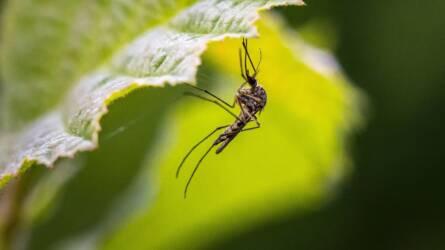 Egy tucat hasznos tipp a szúnyogok ellen