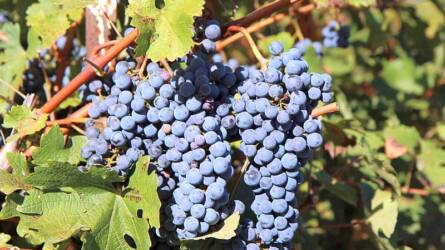 Hogyan lehetne Vranac szőlőfajtát telepíteni?