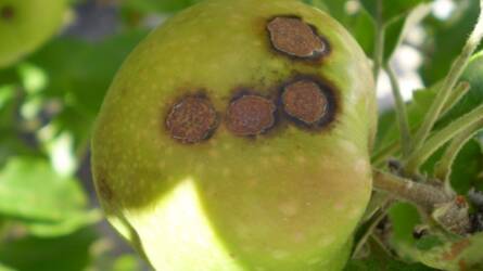 Kertészeti növényvédelmi előrejelzés: sok a varasodással fertőzött alma, lisztharmat veszélyezteti a szőlőt
