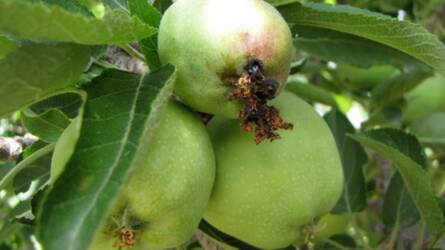 Kertészeti növényvédelmi előrejelzés: továbbra is tart az almamoly rajzása
