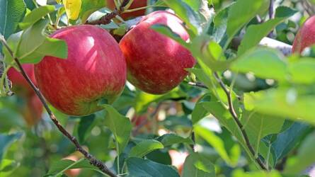 Mire ügyeljünk az ősszel termő alma nyári növényvédelme során?