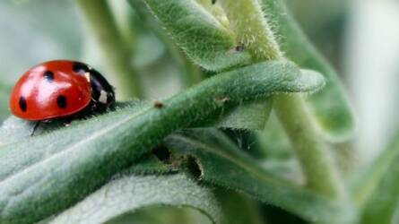 A hasznos rovarok szerepe a kártevők elleni védekezésben