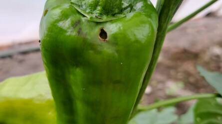 Mi fúrja meg a paprika termését?