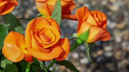 Szükséges a rózsát rovarölő szerrel permetezni?