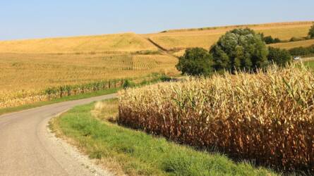 A valaha volt második legnagyobb lehet az amerikai kukoricatermés