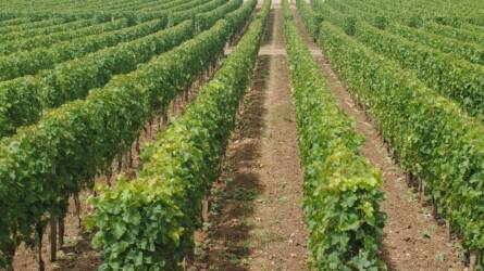 Délelőtt 10-kor abba kell hagyni a szőlő szedését Franciaországban