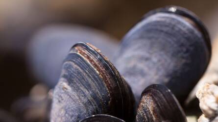 Az olasz kagylóipart a kék rák „inváziója” fenyegeti
