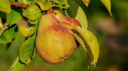 Franciaországban több alma, de kevesebb körte teremhet