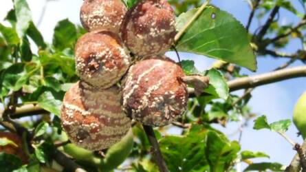 Kertészeti növényvédelmi előrejelzés: intenzív a moníliás fertőzés kialakulása a gyümölcsökön