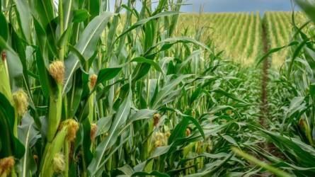 A kukoricanemesítés a stressztűrő hibridekre fókuszál