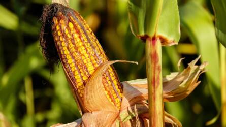 Óriási felfedezés a kukoricáról, ez részben átírja a növény kezdeti történetét