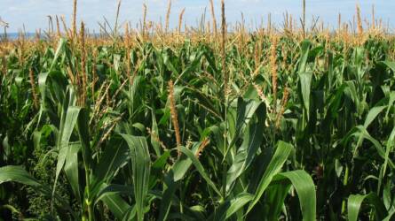 Biztatóak a kilátások, hektáronként akár 8 tonna kukorica is várható