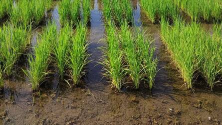 Nagy lépést tett előre a magyar rizskutatás, kevesebb víz is elég lehet a növényeknek