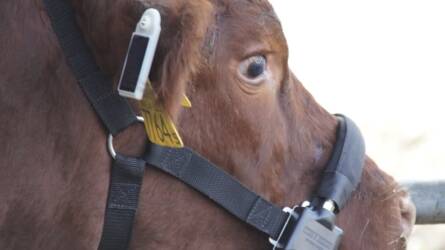 Magyar fejlesztésű GPS-füljelző a szarvasmarhák okoslegeltetéséhez
