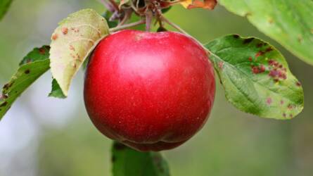 A vásárlóknak most nem kell félniük, aligha drágul sokat idén az alma