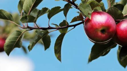 Az almamoly folyamatosan repül – kertészeti növényvédelmi előrejelzés