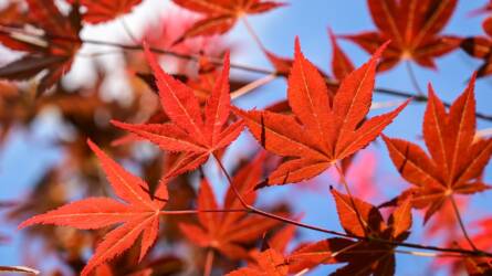 Mire kell figyelni, hogy a japán juhar levelei szép vörösek legyenek?