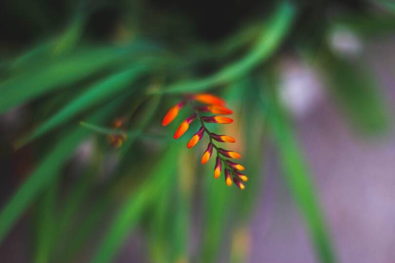 crocosmia