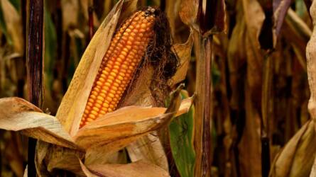 Brazília megerősítette a várható kukorica- és szójabab-termelési rekordját