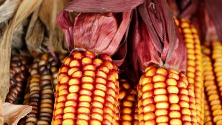 A betakarítás kezdetére csökkent a francia kukorica termésbesorolása