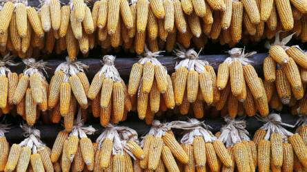 A vártnál nagyobb kukoricatermés miatt csökkent az ár