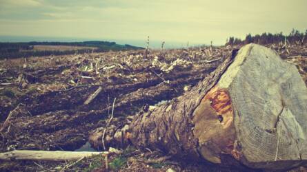 A pénzügyi cégek nem hajlandók támogatni az új erdőirtási törvényt
