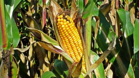 Hároméves mélyponton is járt a kukorica ára