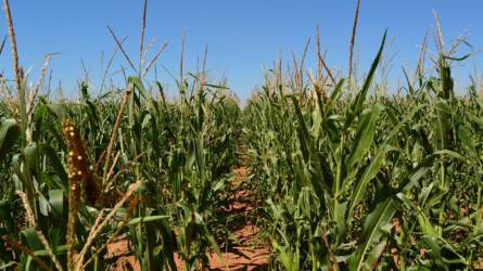 A jó brazíliai termés hírére második napja drágul a kukorica