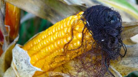 Megemelték a globális kukoricatermés előrejelzését