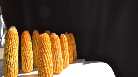 Mexikóban a nem génmódosított kukorica előállítását kutatják