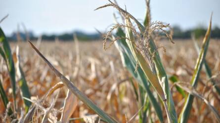 Háromhetes csúcshoz közelít a kukorica ára