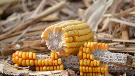 Kína nagy mennyiségben vásárol ukrán kukoricát