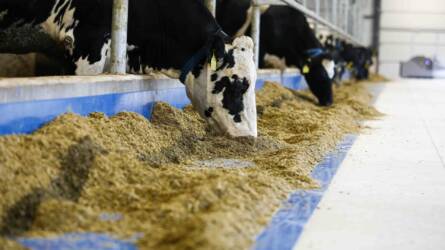 Közel 11 milliárd forint támogatás érkezik a tejtermelő és hízott-bikatartó gazdaságoknak