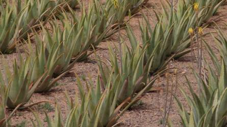 Aloe vera: hogyan használható a mezőgazdasági kártevők ellen?