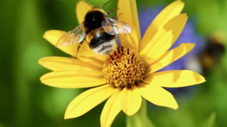 Ismerjük fel a beporzó rovarokat a kertünkben! – A méhfélék I.